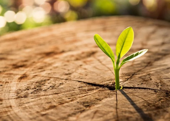 New Life concept with seedling growing sprout (tree).business de New Life concept with seedling growing sprout (tree).business de