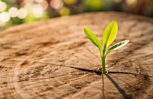 New Life concept with seedling growing sprout (tree).business de