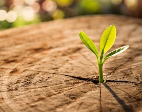 New Life concept with seedling growing sprout (tree).business de New Life concept with seedling growing sprout (tree).business de