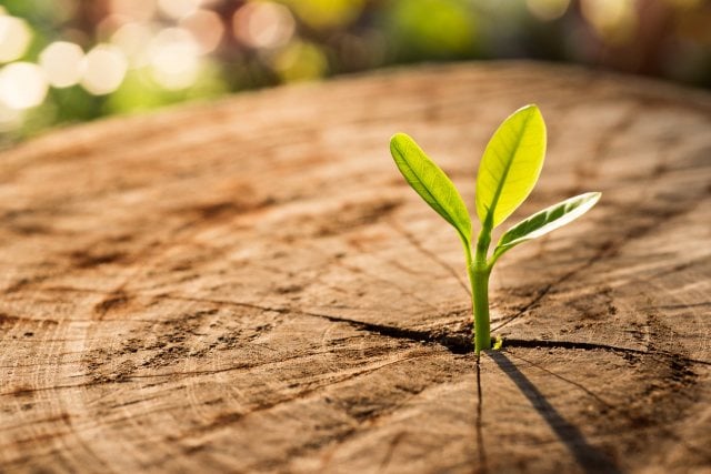 New Life concept with seedling growing sprout (tree).business de New Life concept with seedling growing sprout (tree).business de